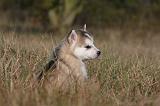 ALASKAN MALAMUTE 497